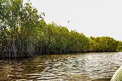Photograph of mangrove forest, trees with aerial roots growing directly from water