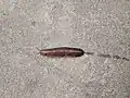 A tropical leatherleaf slug on a pavement. It is brown in colour.