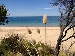 Lagurus Ovatus on the walk between Quarantine Station and Gunners Cottage