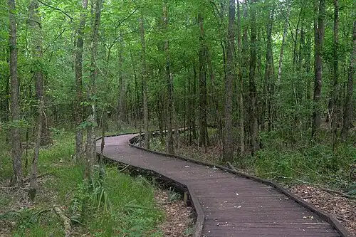 The Pineywoods Boardwalk Trail runs 0.9 miles (1.45 km.) through the forest in the park.