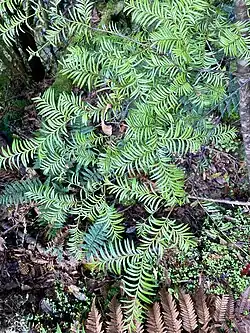 Prumnopitys taxifolia