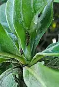Spittle nest on leaves of Heliotropium arboreum. Dededo, Guam