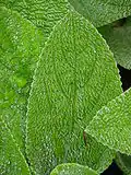 Closeup of a young green fuzzy leaf