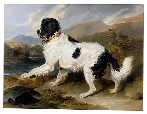 The classic "Landseer" markings of the breed relate to paintings like this by Sir Edwin Henry Landseer: Lion, a Newfoundland Dog, 1824. Some people believe that these markings are indicative of a separate breed known as the Landseer, named in his honour.