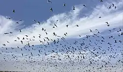 A large flock of Andean gulls in La Punta, Peru