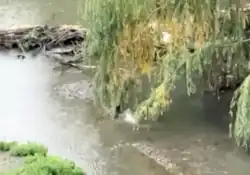 Large Chinook salmon hen building redd (see splash where willow branches touch the water) just below Coyote Creek beaver dam at Charcot Avenue
