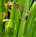 Large red damselflies, Pyrrhosoma nymphula, in wheel on yellow iris