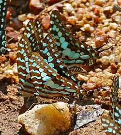 Graphium antheus