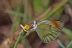 Female C. a. exole Semliki Wildlife Reserve, Uganda