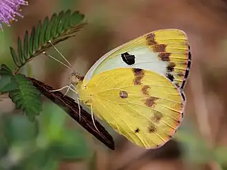 Ventral view (female)