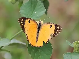 Dorsal view (male)