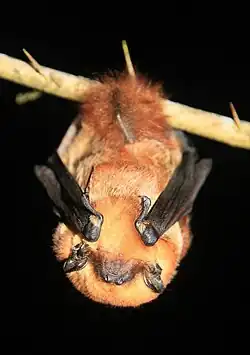 Brown bat