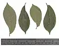 Pressed leaves