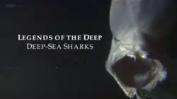 Screenshot of title text with goblin shark