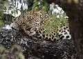 A Leopard resting in a tree using a leg as a pillow