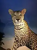 Leopard in museum display