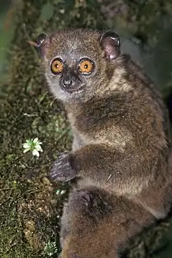 A small primate with large orange eyes clings vertically to a tree.