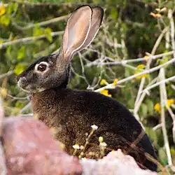 Black hare in profile
