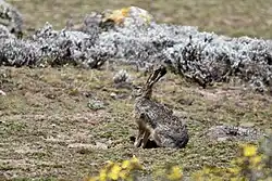 Ethiopian highland hare