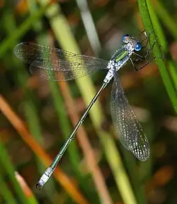 Lestes sponsa male with powder blue segments 1–2 and 9–10 and blue eyes