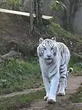 Leucistic tiger (Panthera tigris) in Zooparc de Trégomeur, 2025