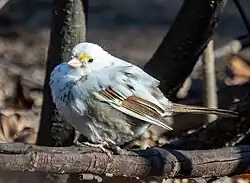 White-throated sparrow with leucism in New York