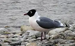 A Franklin's gull on the shoreline