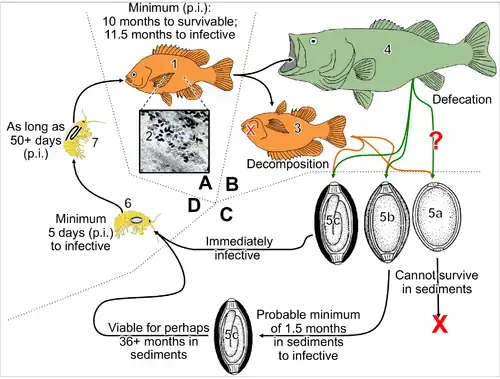 Life cycle of the parasitic nematode Huffmanela huffmani[25]