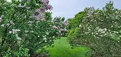 Lilacs at Longenecker Horticultural Gardens