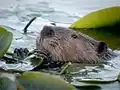 Beaver in the bay's lily pads