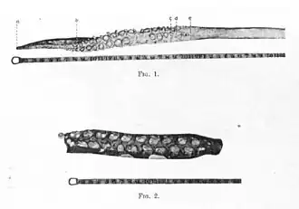 #109 (?/12/1933), Tentacular club (fig. 1) and basal portion of the arm (fig. 2) of the Dildo specimen, from Frost (1934:114 & pl. 2)