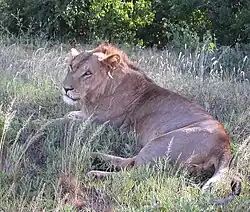 Male East African lion with a scanty mane at Samburu National Reserve, Kenya