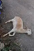 goat in lateral recumbency with opisthotonus