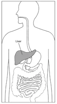 Pencil drawing diagramming the torso of the human body, with the liver labelled