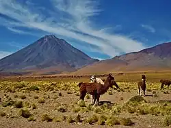 Vegetation is sparse near the volcano, consisting mostly of isolated small bushes. The fauna includes llamas.