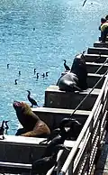 Sea lions by the riverside market