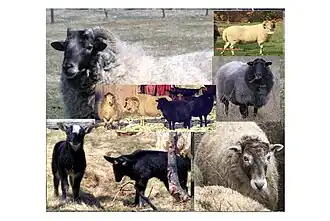 True Newfoundland Sheep