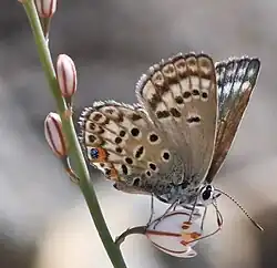 Agrodiaetus loewii uranicola from United Arab Emirates