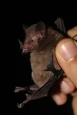 Goldman’s Nectar Bat being held in Panama