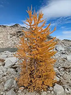 Larix lyallii in autumn near Lake Olrun in Washington State, US