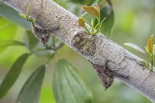 in Ecuador, juvenile on left
