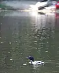 Loon near shoreline