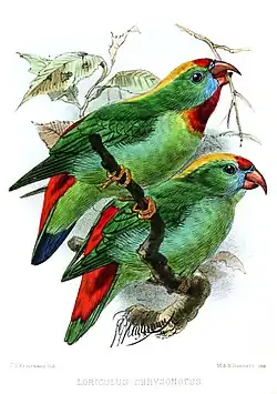 Drawing of two green parrots with red tail, red crown and chin, yellow nape, and blue face