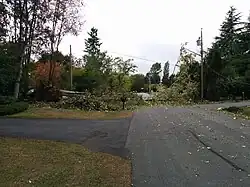 The picture shows downed power lines blocking a road from the August 29, 2015, windstorm, along with a large tree.
