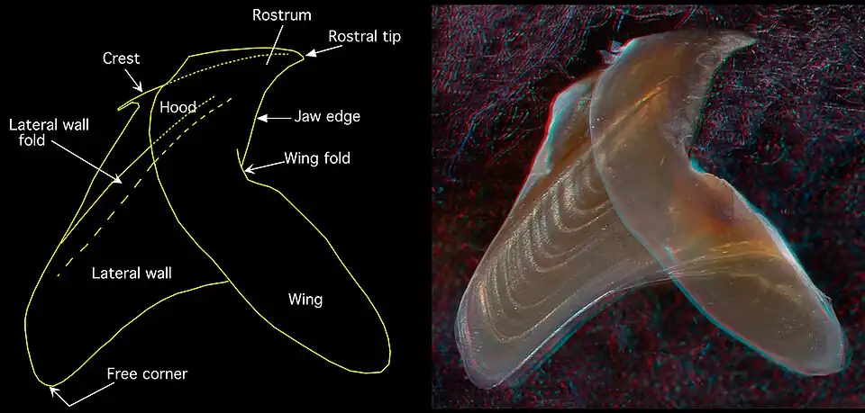 Side view of the lower beak of Chiroteuthis picteti (3.6 mm LRL, 160 mm ML (estimate)),