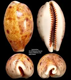 Lyncina lynx (Caenogastropoda)