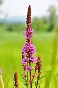 ... and Lythrum salicaria