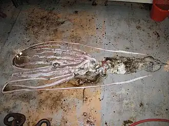 #532 (30/7/2009) Small female trawl netted in the Gulf of Mexico off the US state of Louisiana on 30 July 2009. It now forms part of the collections of the National Museum of Natural History in Washington, D.C.