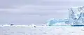 MS World Explorer at A-68A (with spyhopping humpback whale) in the Weddell Sea, 10 March 2020