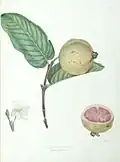 The Guava Fruit